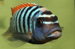 Metriaclima fainzilbergi 'Puulu'